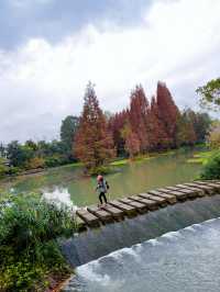 成都水杉紅了，很多人不知道這個寶藏公園