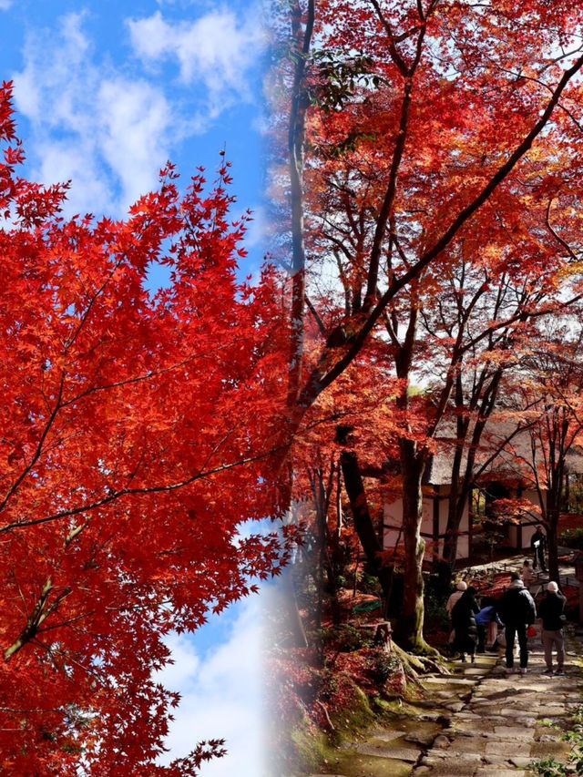 京都嵐山常寂光寺｜