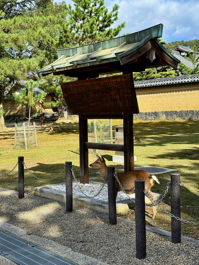 平城京大華嚴寺