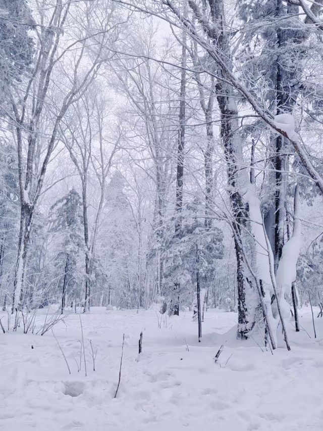 雪→_→冬季大自然的美→_→狗熊嶺遊玩