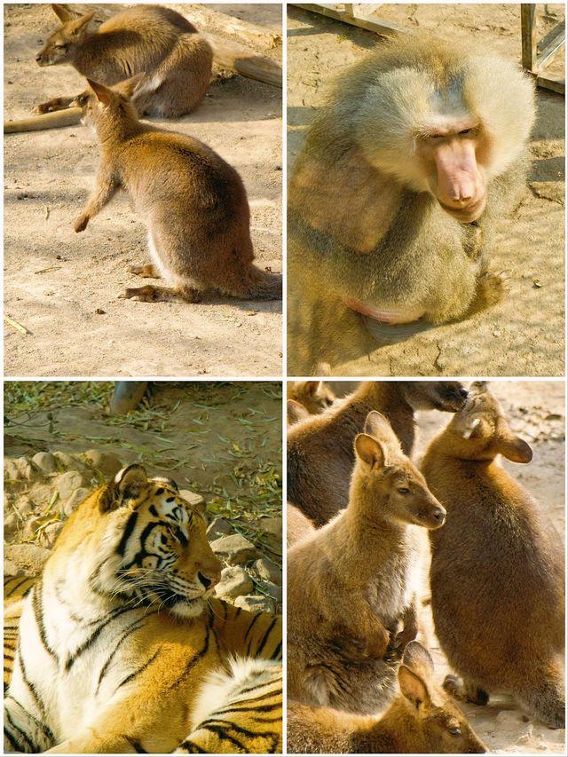 冬季反向遊 | 來上海動物園與動物親密互動（附攻略）