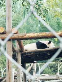 香山、碧雲寺與北京動物園一日遊