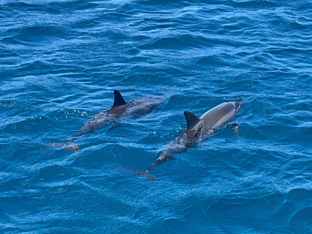 돌고래와 함께하는 호핑투어🐬💫 괌여행 with 돌핀투어