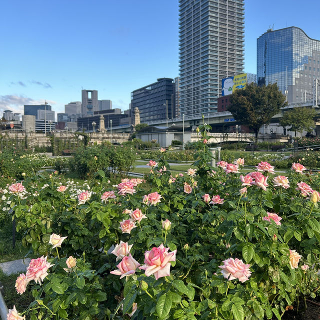 【大阪/中之島】カラフルで可愛いバラ🌹