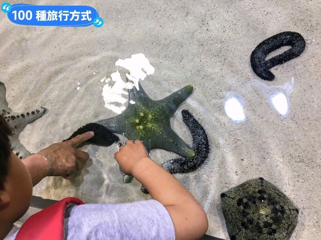 沖繩親子旅行好去處：亞州最大的美麗海水族館