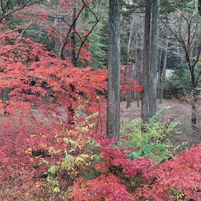 浸泡在露天溫泉，觀賞著遍山紅葉