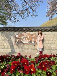 Blooming History: Cherry Blossoms at Daereungwon Tomb Complex