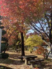 Autumn Foliage at Ewah University 