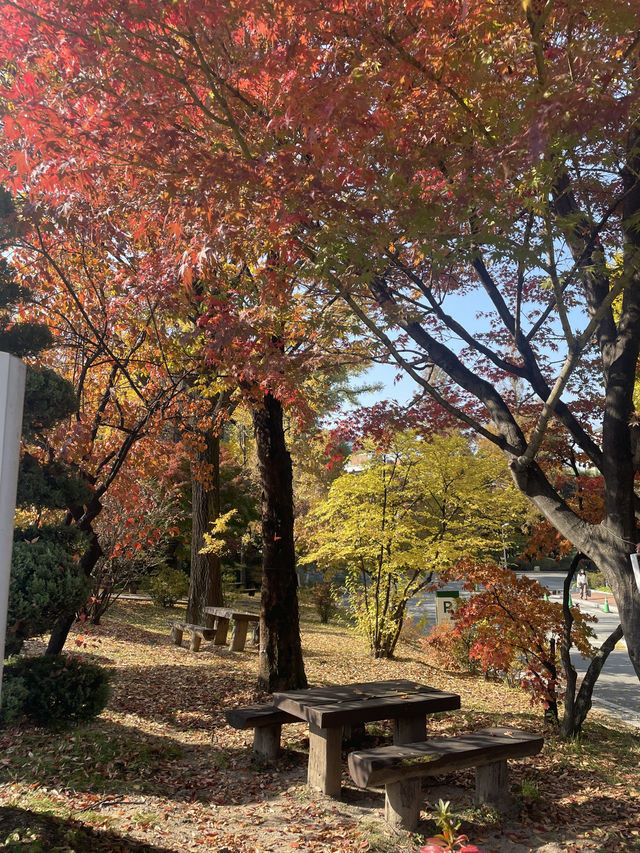 Autumn Foliage at Ewah University 