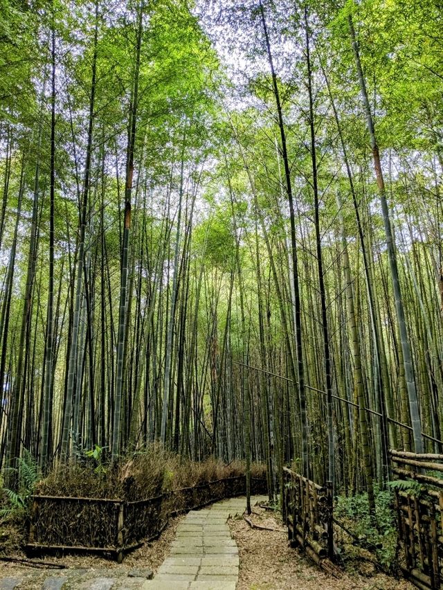 漫步奮起湖森林步道：小百岳大凍山