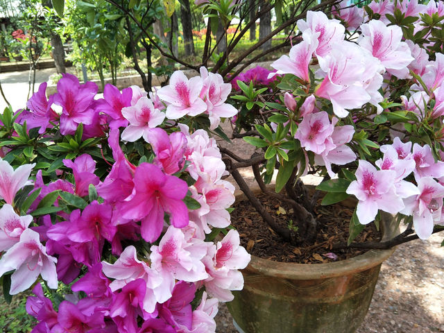 Blooming Beauty in Lijiang