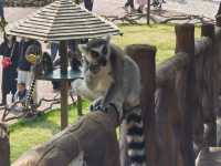 上海野生動物園一日遊花銷