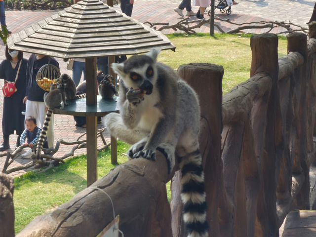 上海野生動物園一日遊花銷