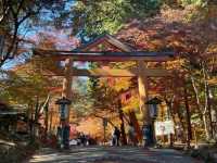 The Night Maple of Toji and the Ginkgo of Nishi Honganji are Amazing