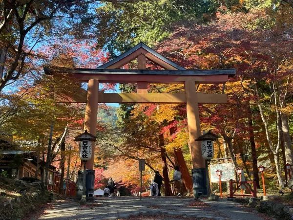 The Night Maple of Toji and the Ginkgo of Nishi Honganji are Amazing