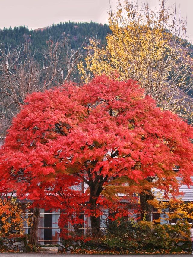 日本7日遊 別錯過這些震撼體驗