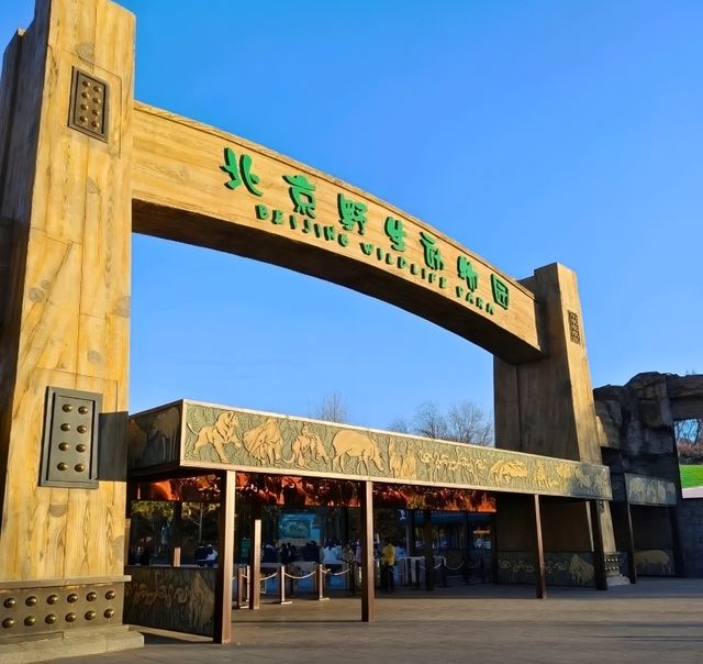 誰懂啊，美哭！北京野生動物園，旅行天花板級避雷指南！