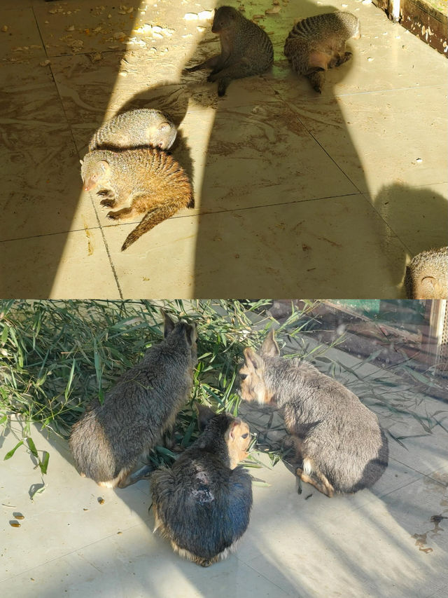 冬日探秘大連森林動物園，動物萌態百出！