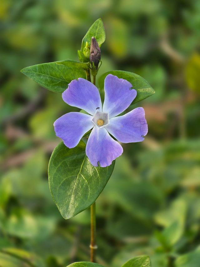 蘇州冬季旅行之金雞湖桃花島