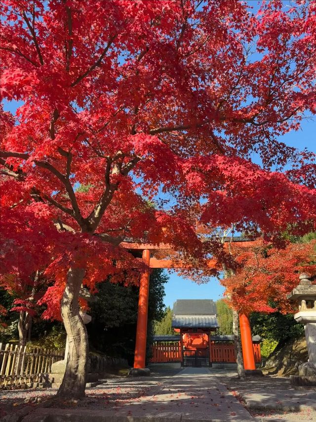 日本6日溫泉之旅｜真溫泉不踩雷