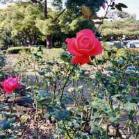 Hiratsuka General Park