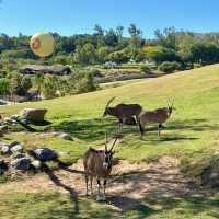 【馬來西亞國家動物園】近距離觀賞珍稀野生動物，獨一無二的體驗