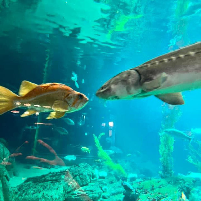 California’s Marine Marvel