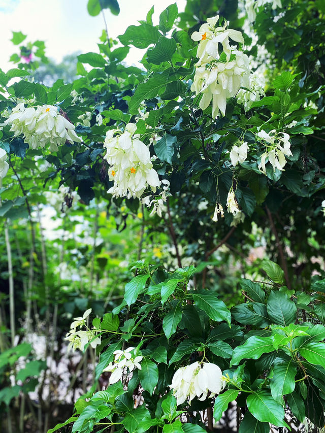 Hundreds of flowers are blooming ❤️🌺