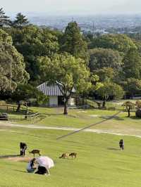 A fantastic visit to the Nara park ❤️