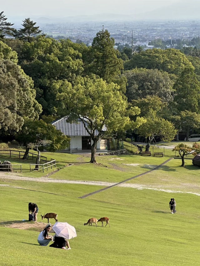 A fantastic visit to the Nara park ❤️