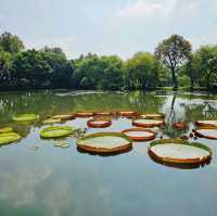 A Perfect Day at West Lake, Hangzhou: Scenic Serenity Awaits!