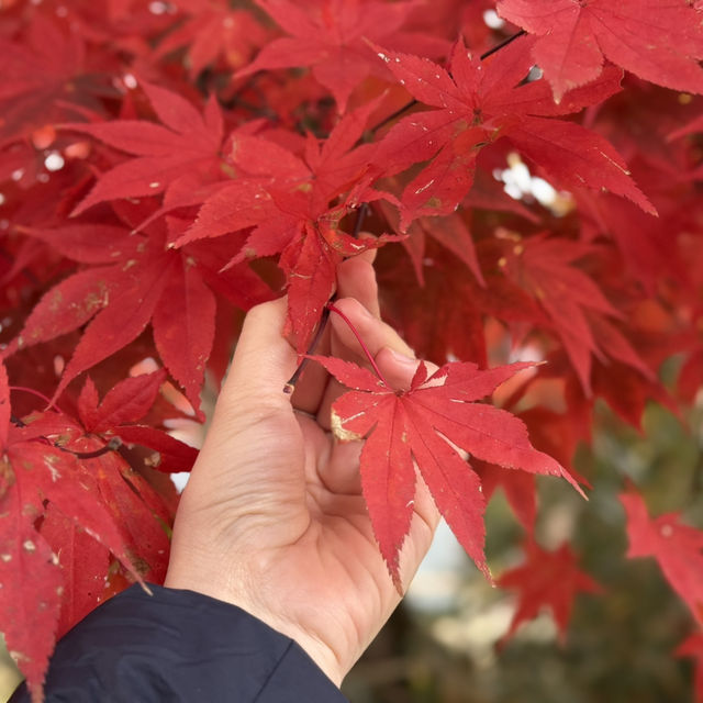 Shirakawa-go in autumn