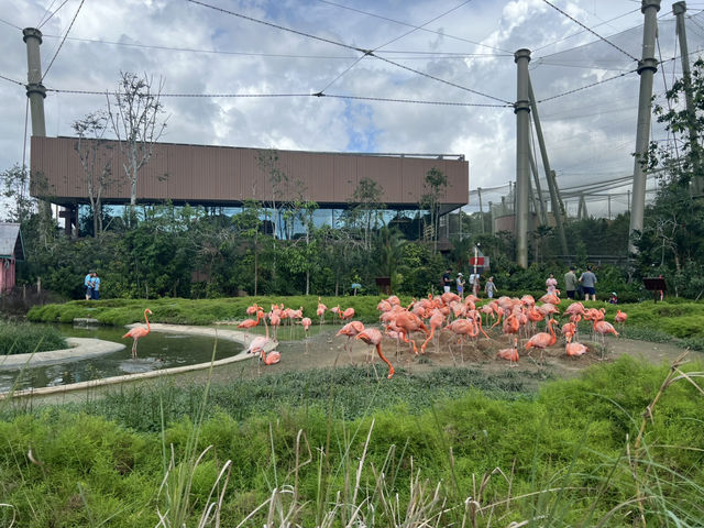 Bird Paradise Singapore 