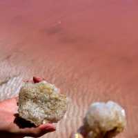 Pink Perfection: A Magical Encounter at Hutt Lagoon