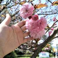 Blooming Traditions in Yunnan's New Year Spirit