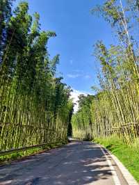 崇州道明竹藝村，青山掩映、綠水環繞，一半竹林一半田……