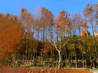 上海這個公園，藏著6座日本人造的彈藥庫