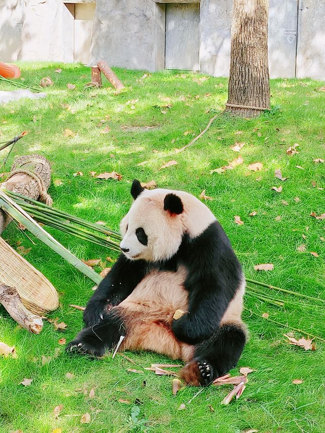 來上海野生動物園吧 這裡的熊貓寶寶超可愛。