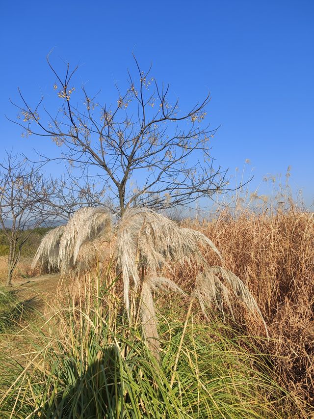 浙江杭州  良渚遺址公園