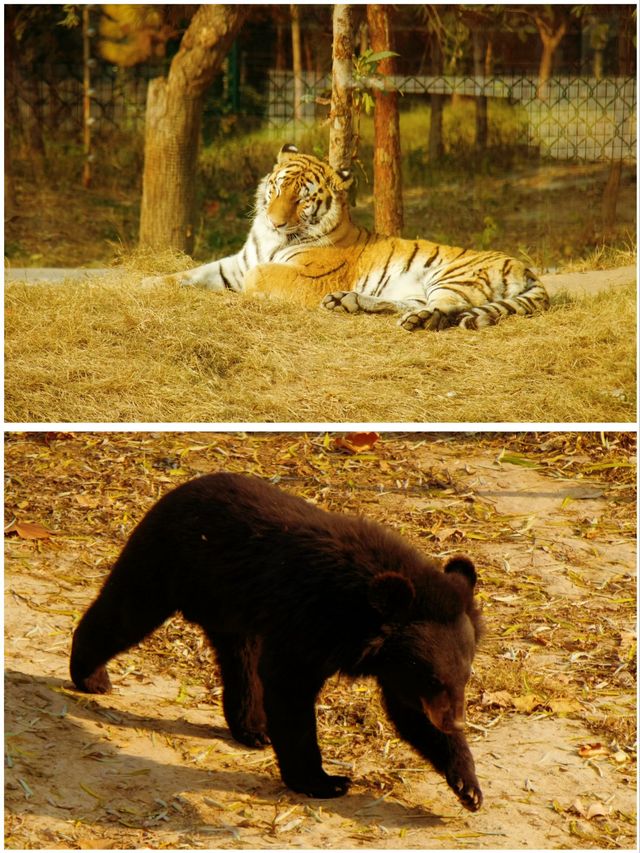 冬季反向遊 | 附成都動物園互動遊玩攻略