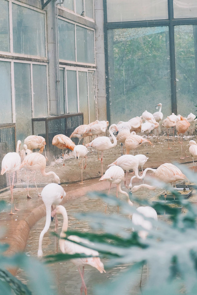 香山、碧雲寺與北京動物園一日遊