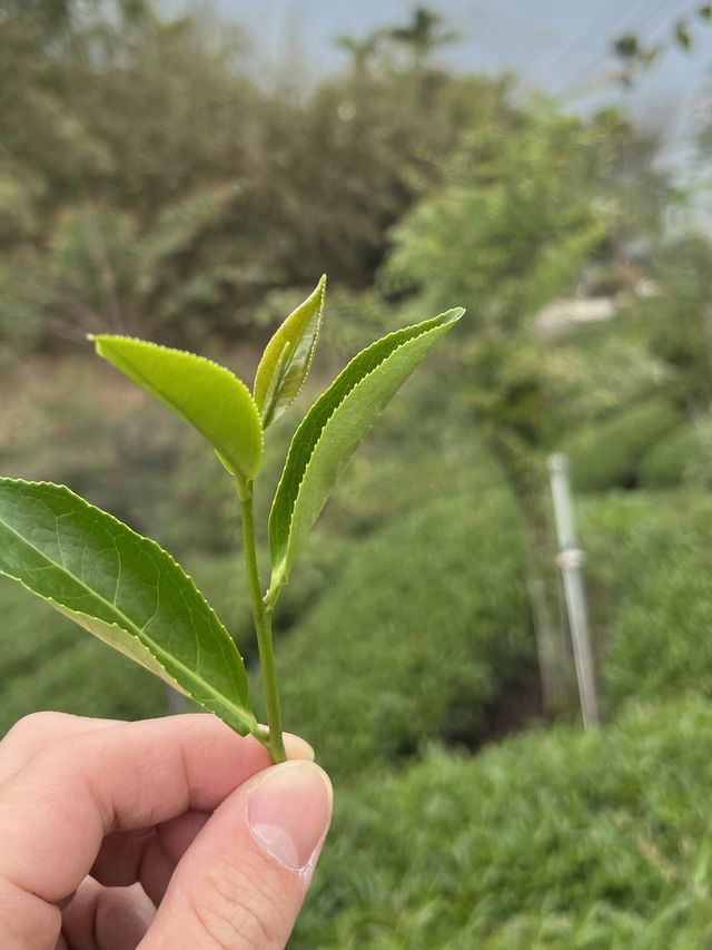 阿里山茶園遊記