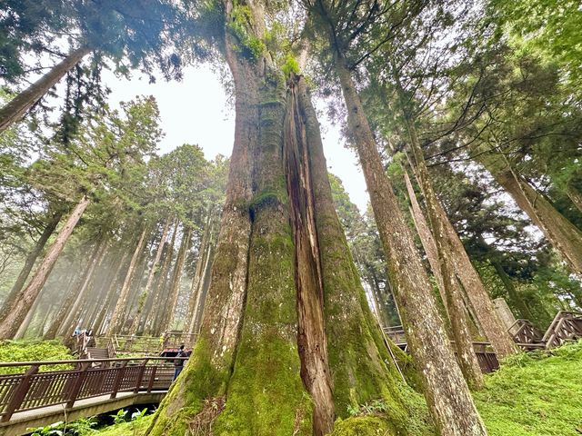 【2023 嘉義旅遊】阿里山森林遊樂區 森林芬多精 千年神木