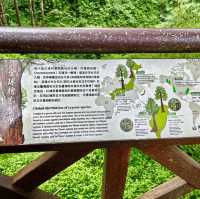 Majestic Giants of Alishan: A Forest Wonderland