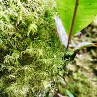 "Discovering the Mystical Mossy Forest: Cameron Highlands, Pahang"