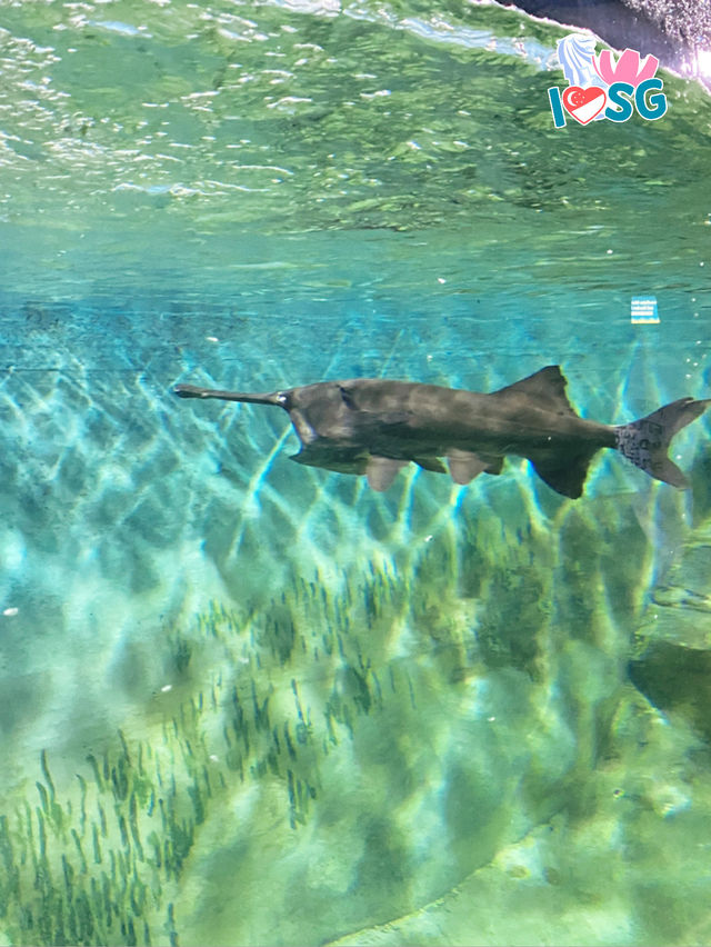 🇸🇬 SEA Aquarium