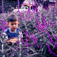  A Must-Visit Lavender Paradise for Photography Lovers