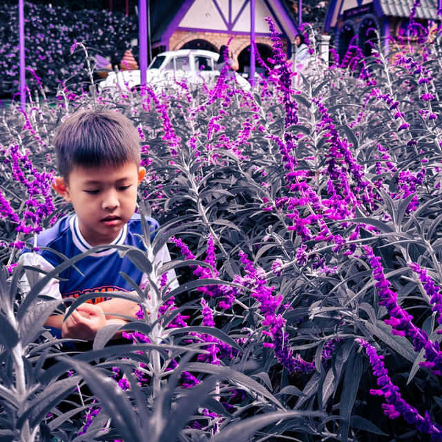  A Must-Visit Lavender Paradise for Photography Lovers