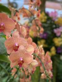 A Spring Stroll in Royal Rajapruek Park