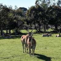 Wild Encounters: A Day at Melbourne Wildlife Park 